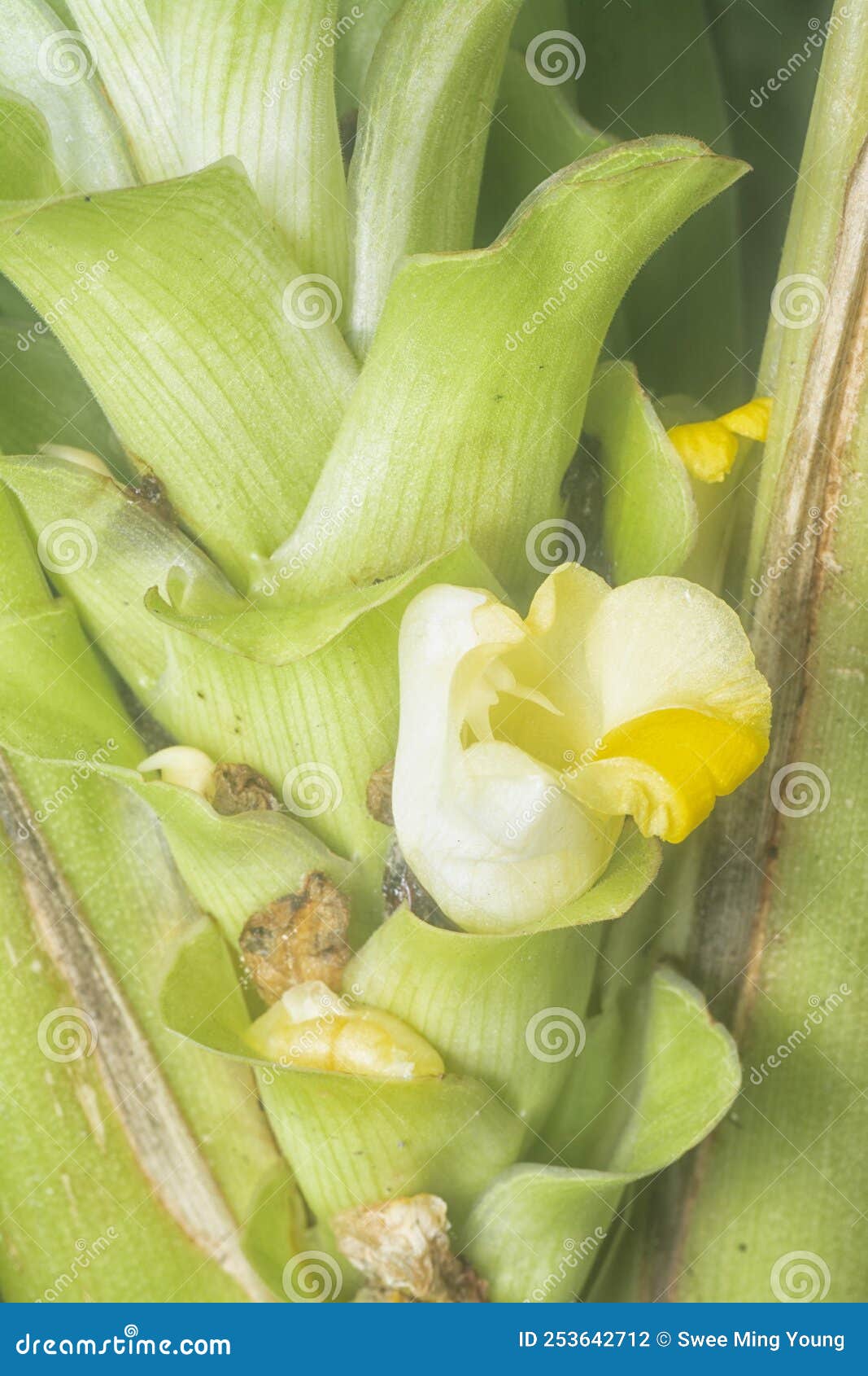 Blossom White Turmeric Flower Sprouting from the Stem Stock Photo Image of fresh, rhizomatous