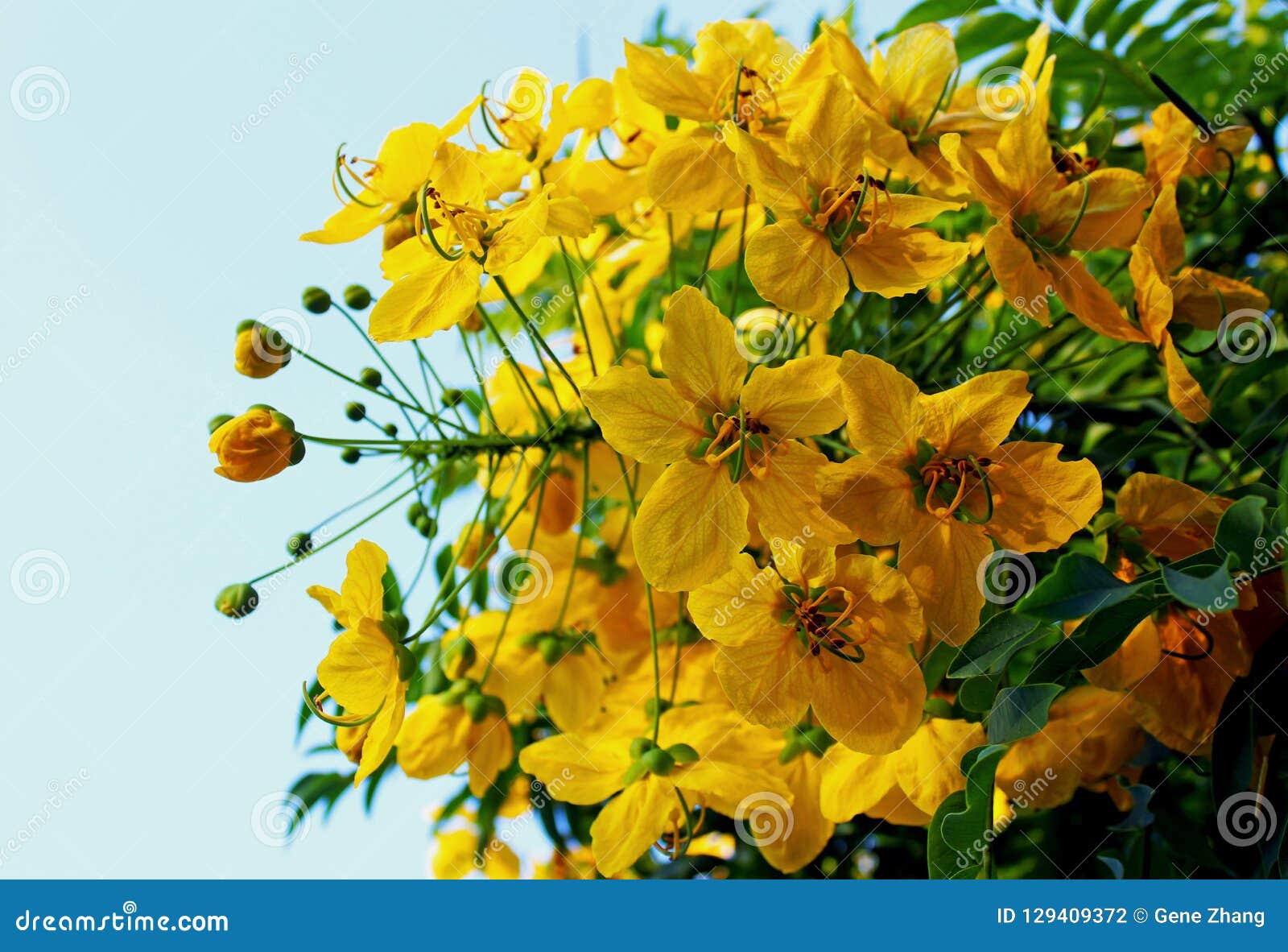 Yellow Flower Cassia Leptophylla Tropical 50 SEEDS Golden Medallion Tree