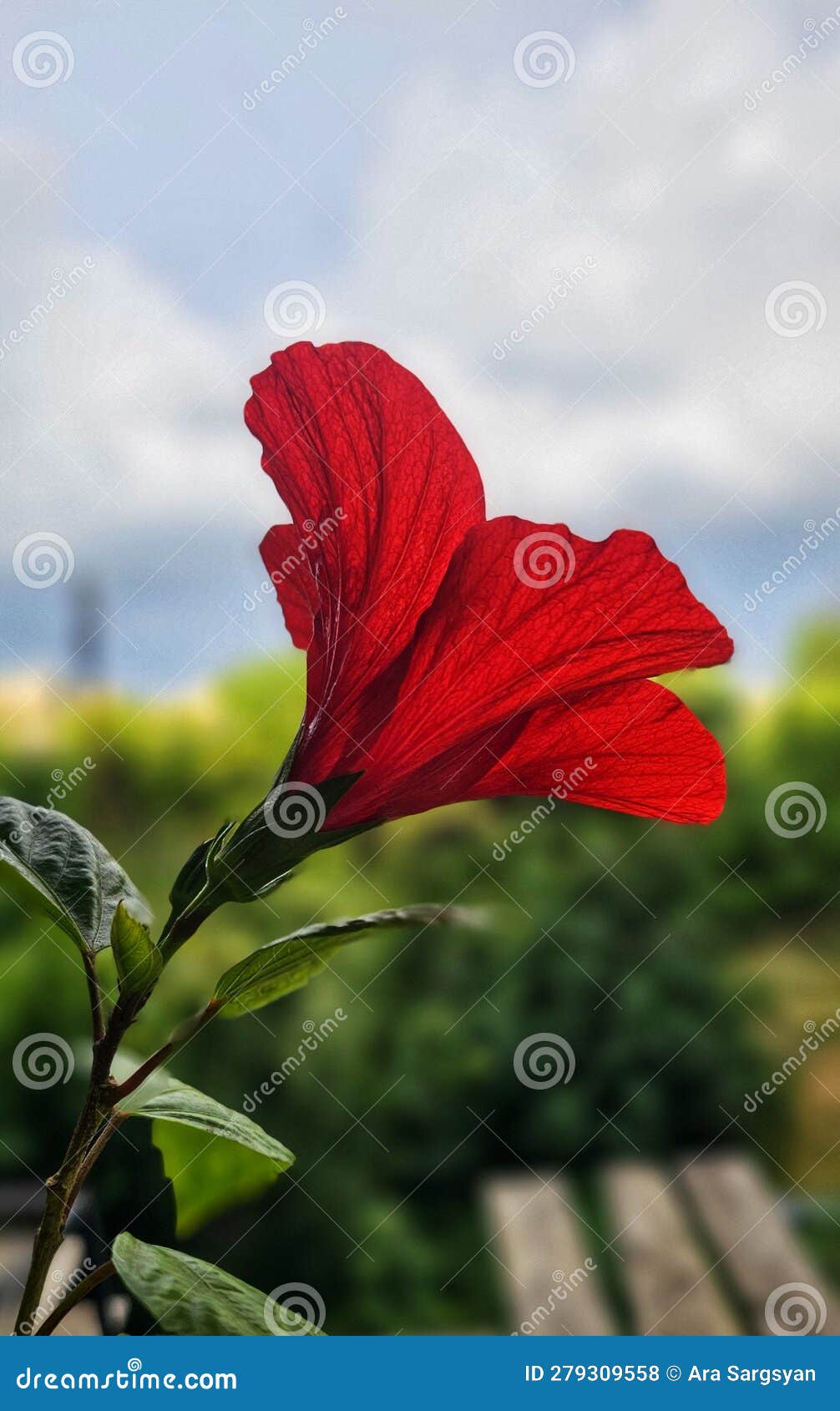 Blossomed Red Flower Chinese Rose Stock Photo Image of blossomed