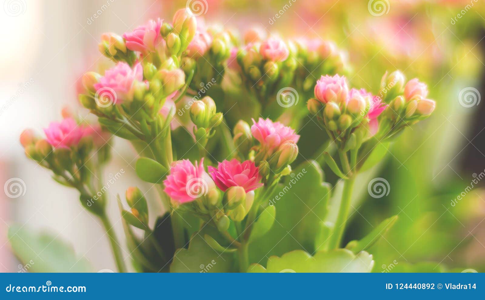 Pink Flowers and Lots of Buds Stock Photo Image of bloom, pink 124440892