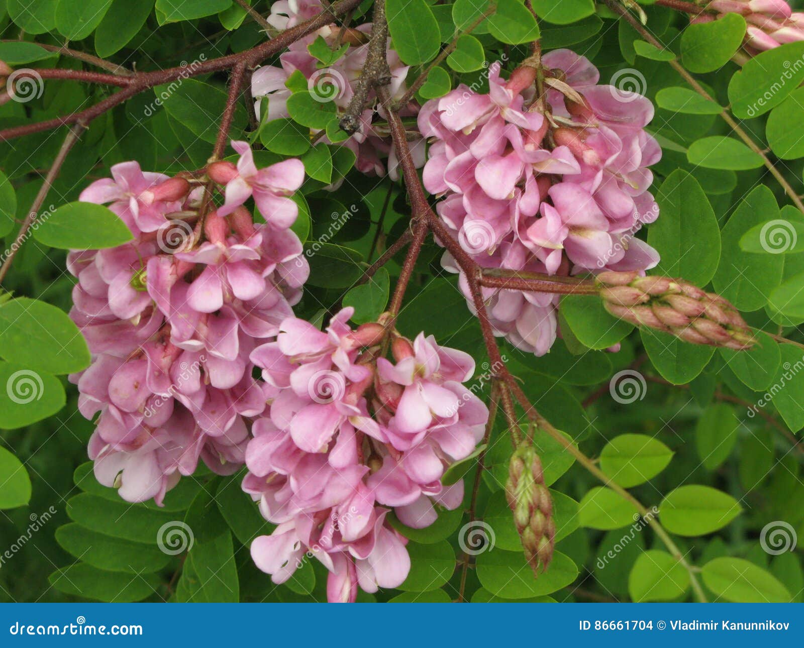 Blossoming acacia stock photo. Image of tree, flowering 86661704