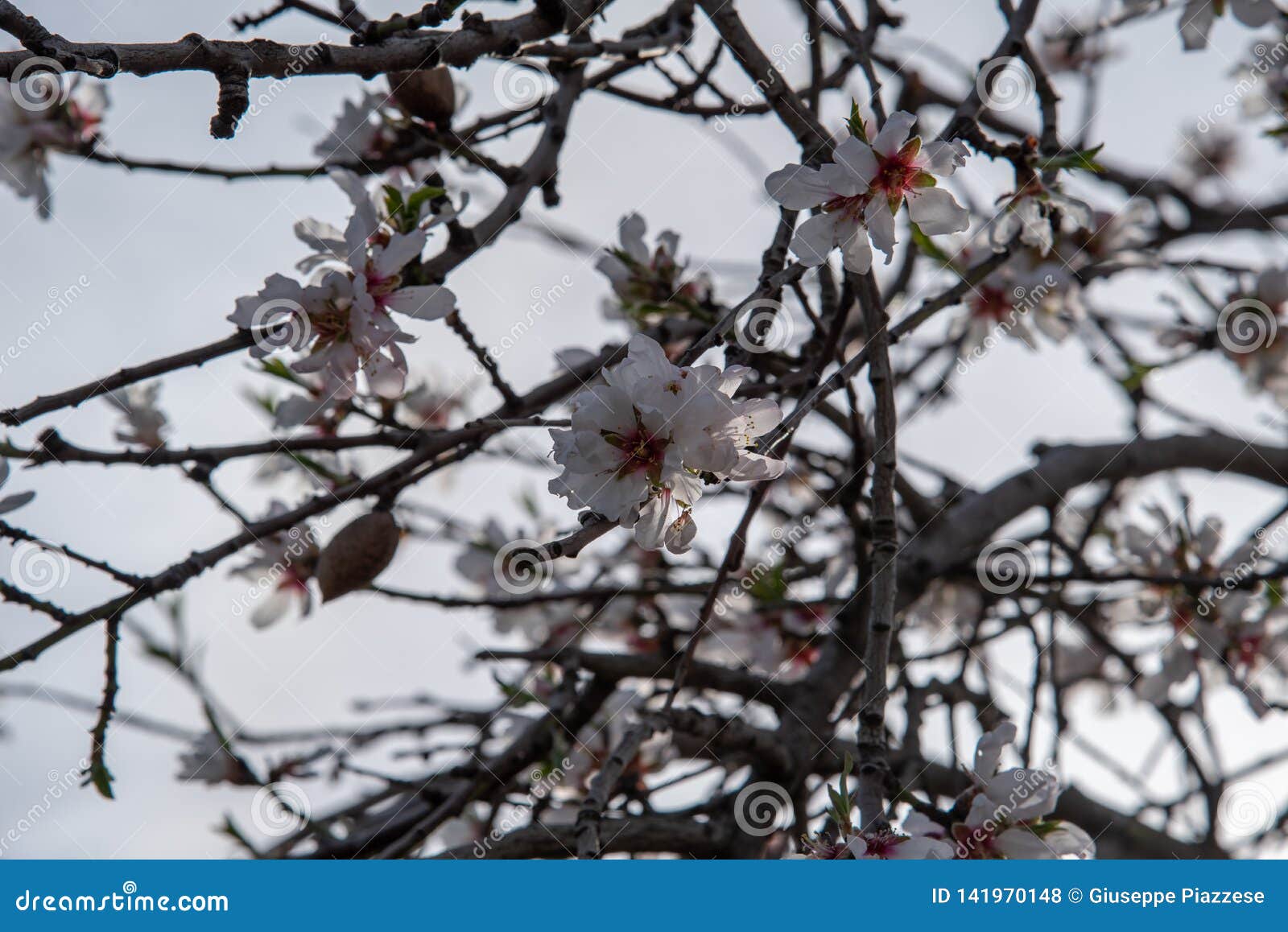 a blossoming almond tree