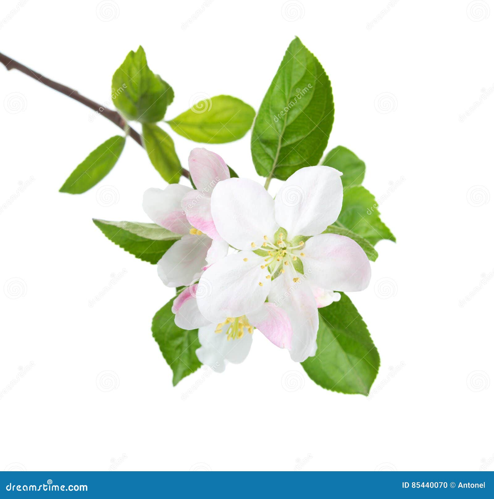 Blossoming Apple Tree Branch. Stock Photo - Image of apple, blossoming