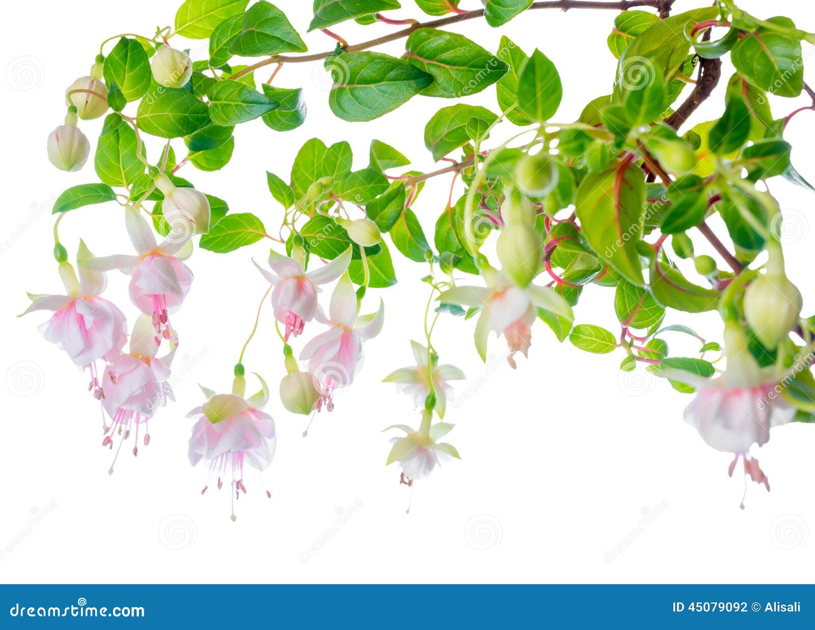 blossoming beautiful delicate white with pink fuchsia, 