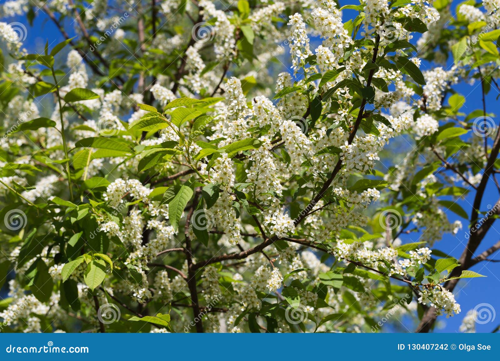 BLossoming Bird Cherry Tree Prunus Padus Stock Photo - Image of green ...