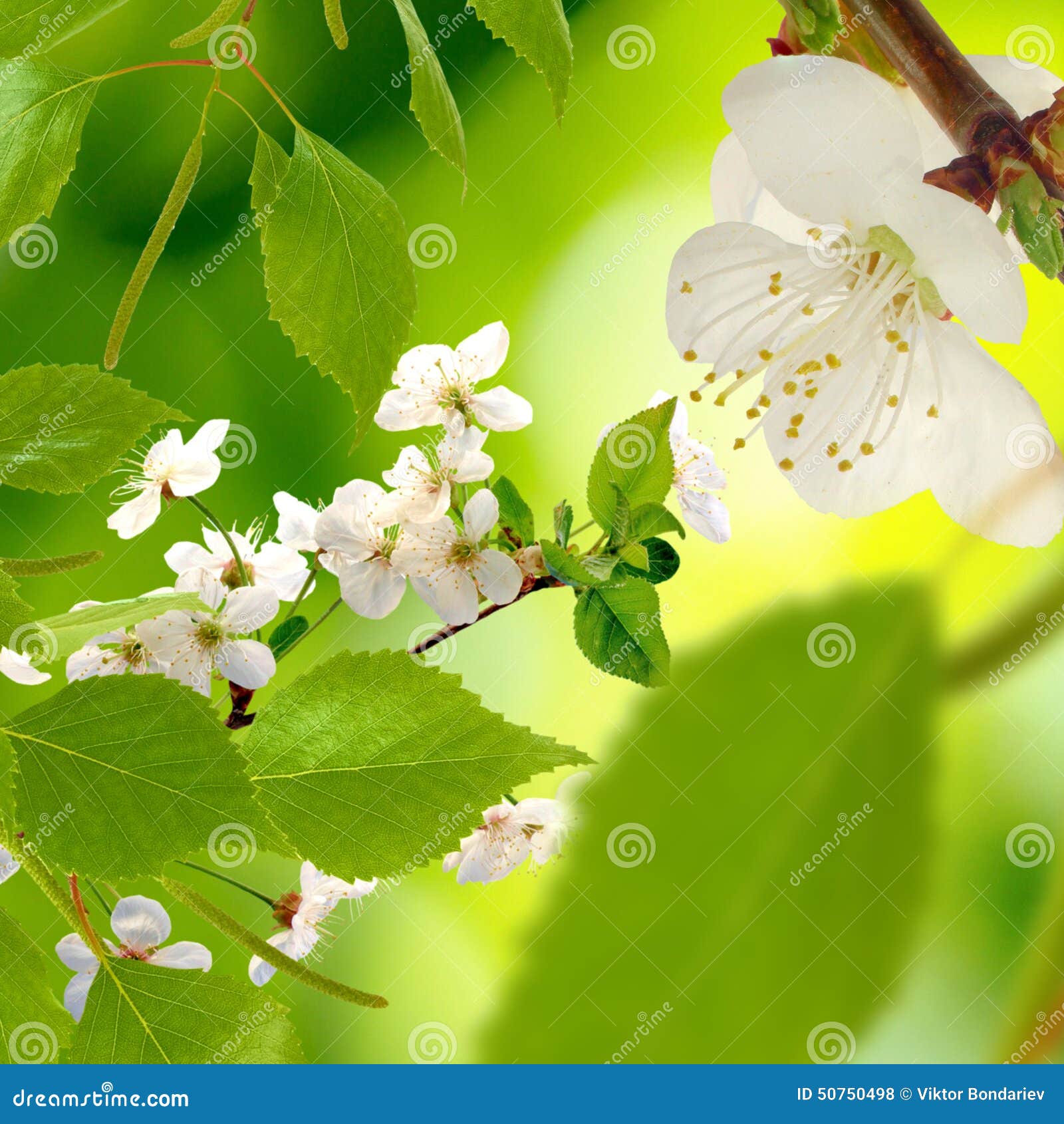 Blossoming Branch on a Green Background Closeup Stock Photo - Image of