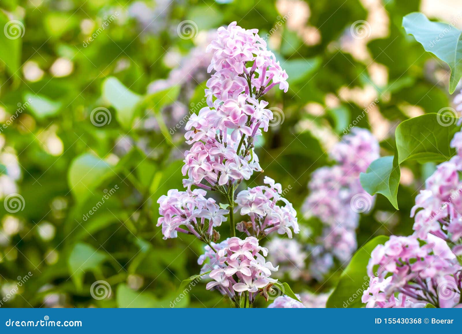 Blossoming Branch Of Light Purple Lilac Syringa Vulgaris Flowers On Green Leaves Background In The Spring Park Stock Photo Image Of Branch Green 155430368