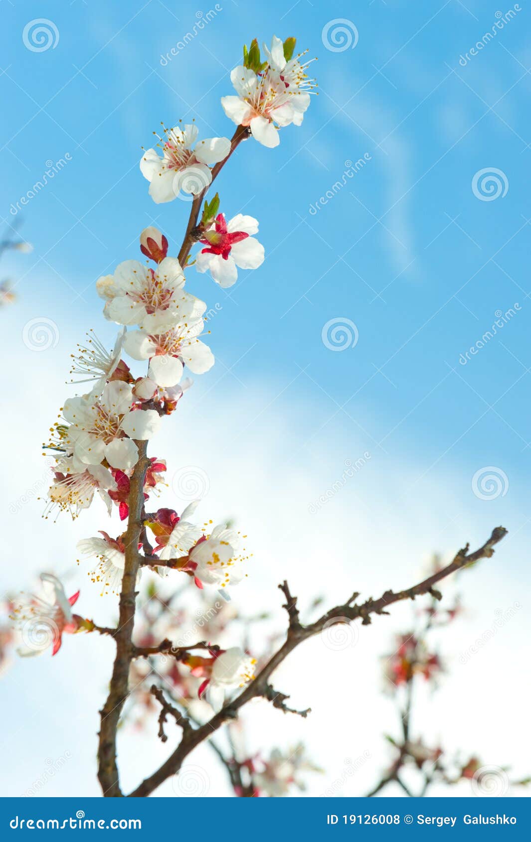 Blossoming Branches of a Tree Stock Photo - Image of decoration, march