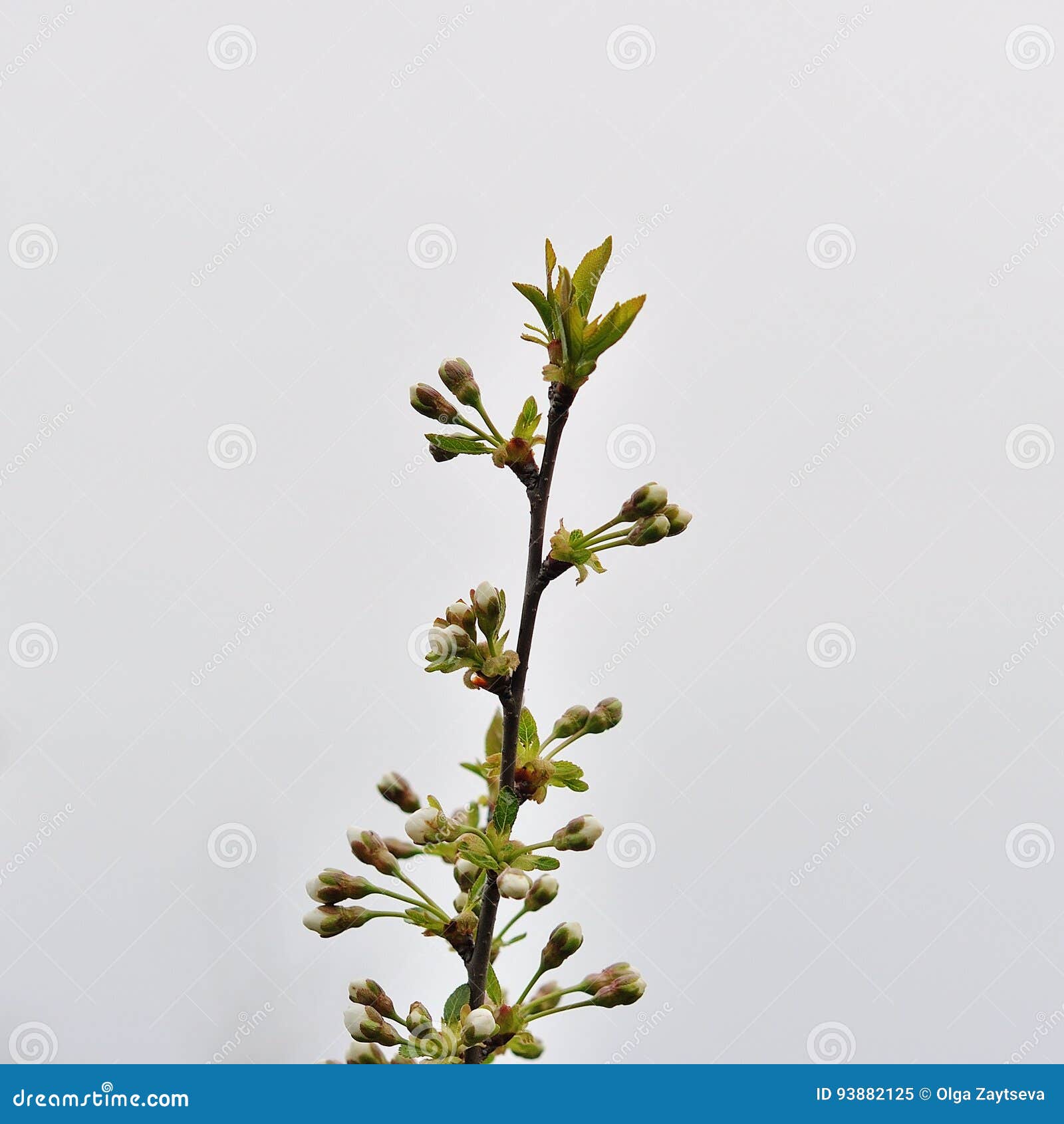 Blossoming Branches of a Tree. Stock Image - Image of angle, march