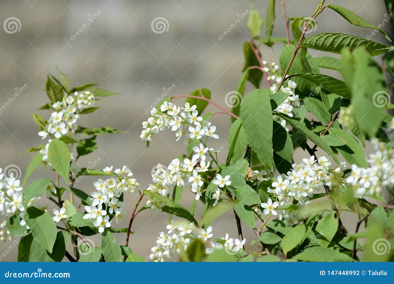 Blossoming Branches of a Young Bird Cherry Tree on a Spring Day Stock