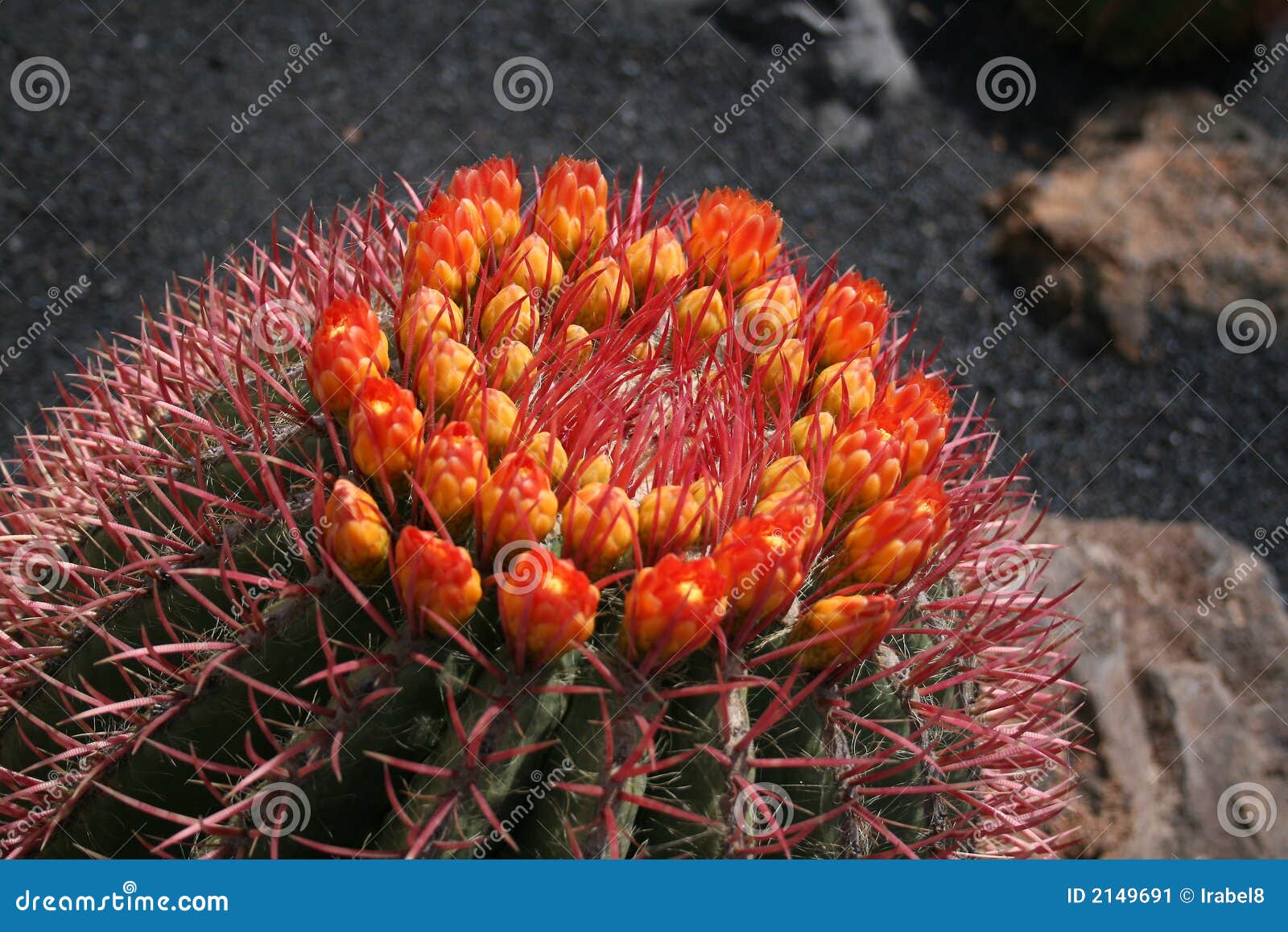 blossoming cactus,