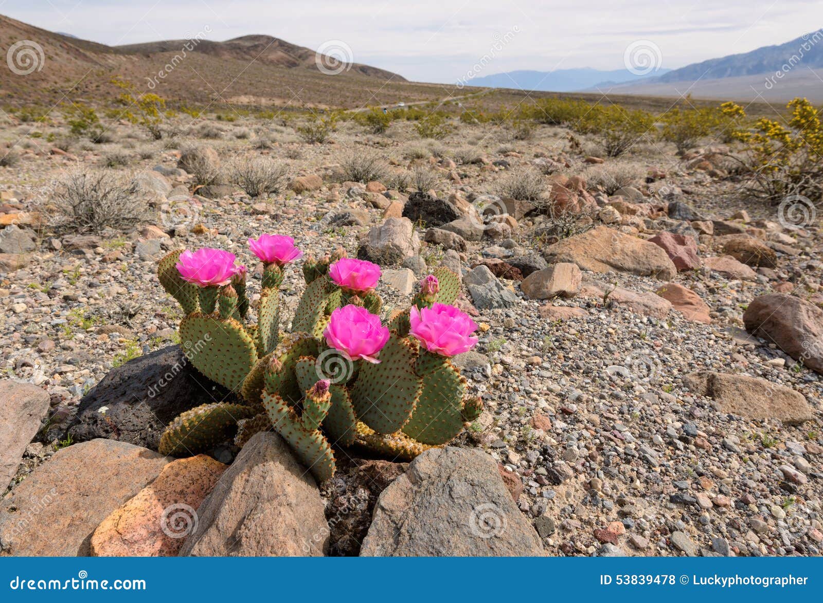 The Blossoming Cactus in the Desert Stock Photo Image of lush, closeup 53839478