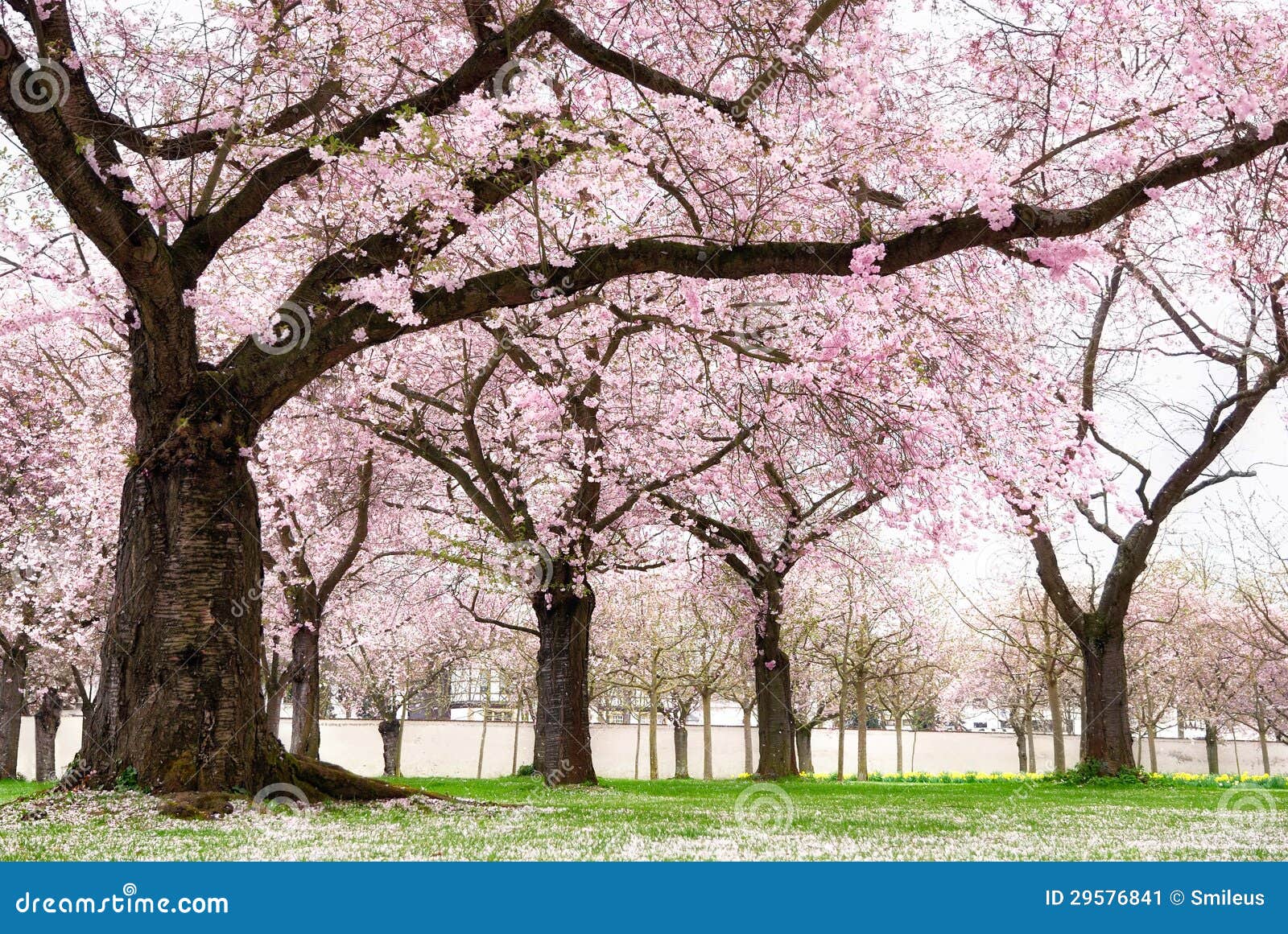 blossoming cherry trees with dreamy feel