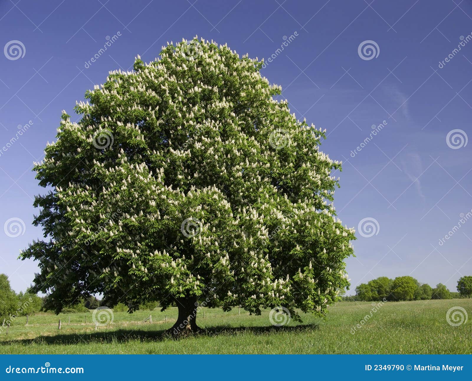 blossoming chestnut tree