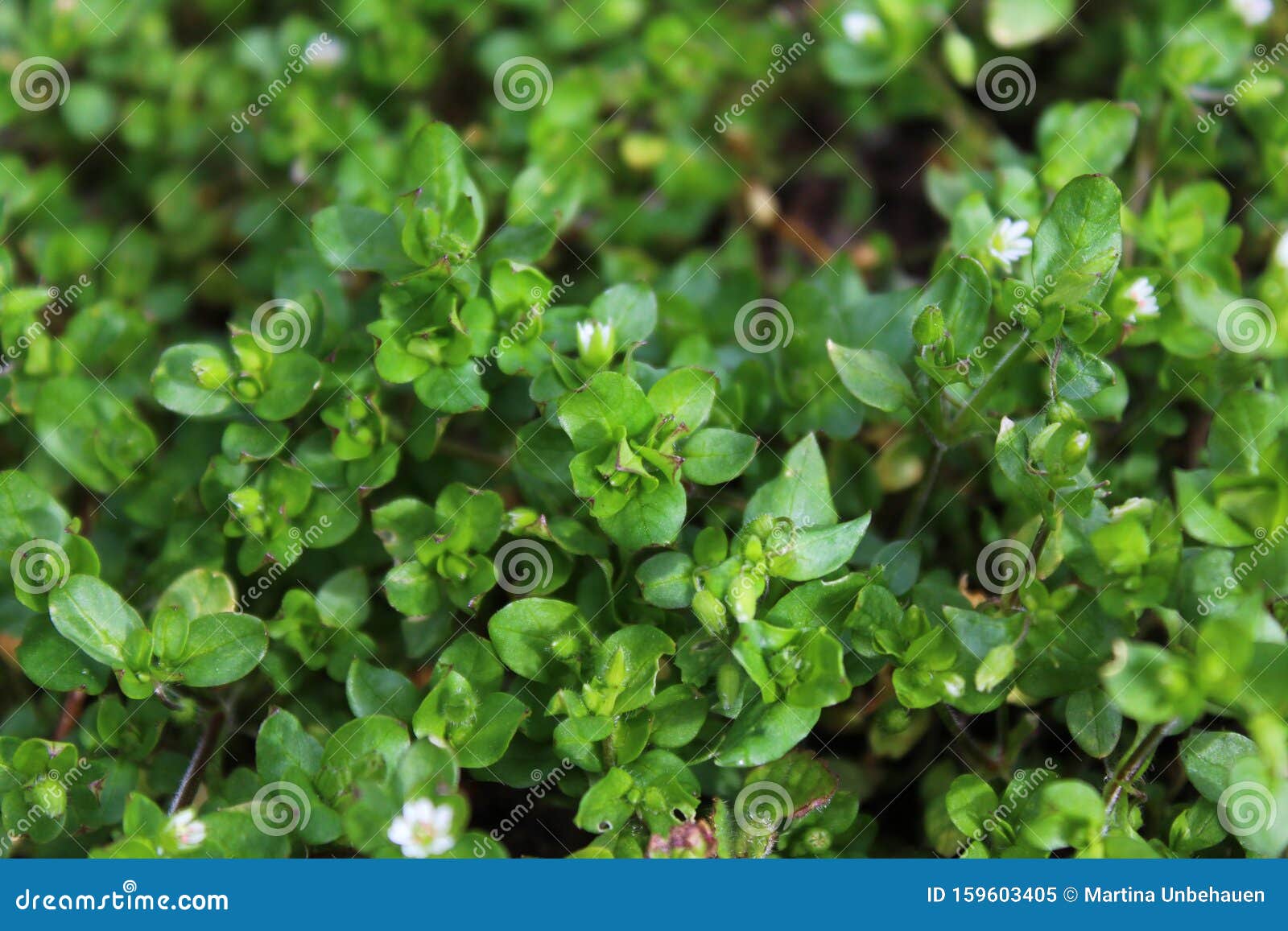 Blossoming Chickweed in the Garden Stock Image Image of vegetable