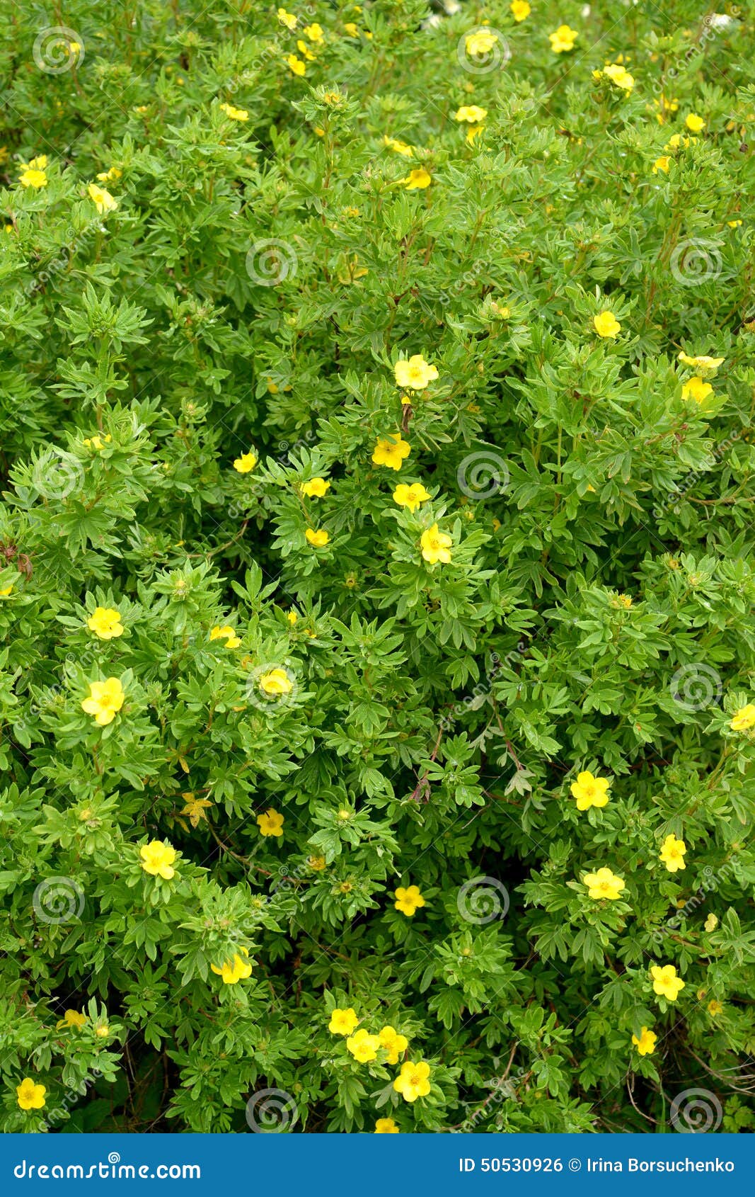 the blossoming cinquefoil shrubby (kuril tea shrubby, a silverweed shrubby) (pentaphylloides fruticosa (l.) o.schwarz)