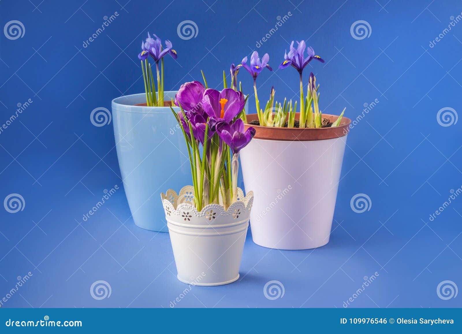 crocus and iridodictyum in pot