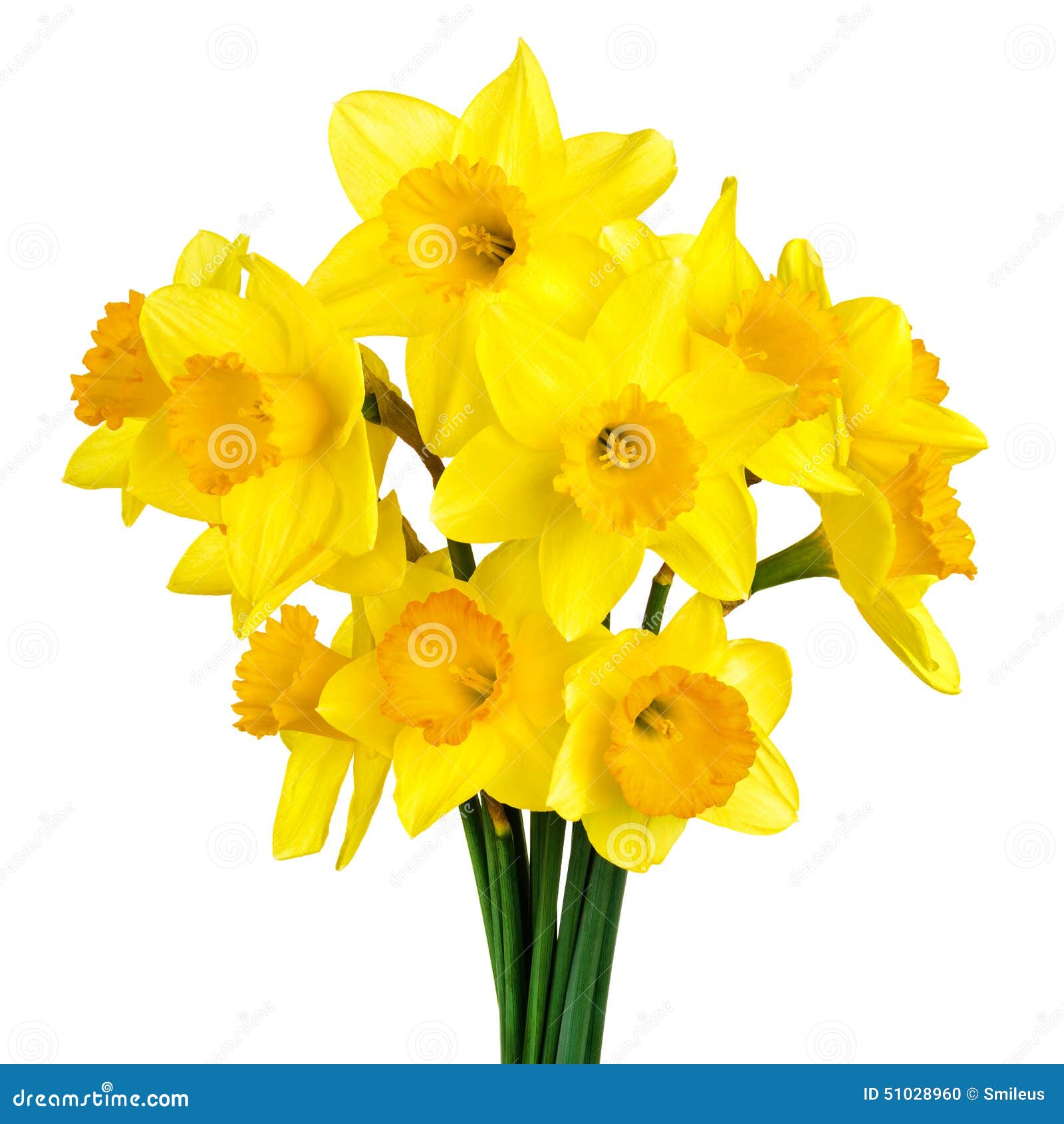 blossoming daffodils  on white