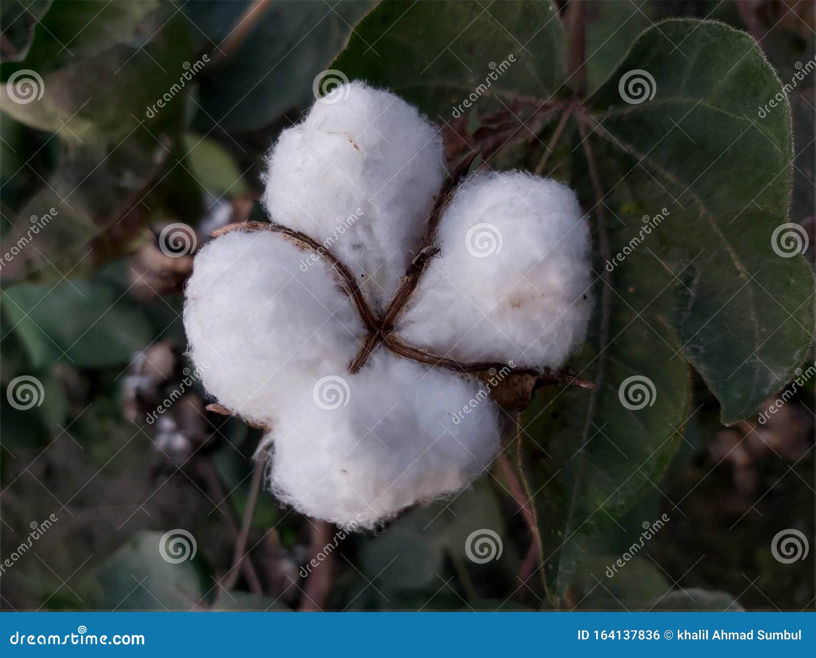 A Blossoming Flower Egyptian Cotton in the Field Stock Photo Image of
