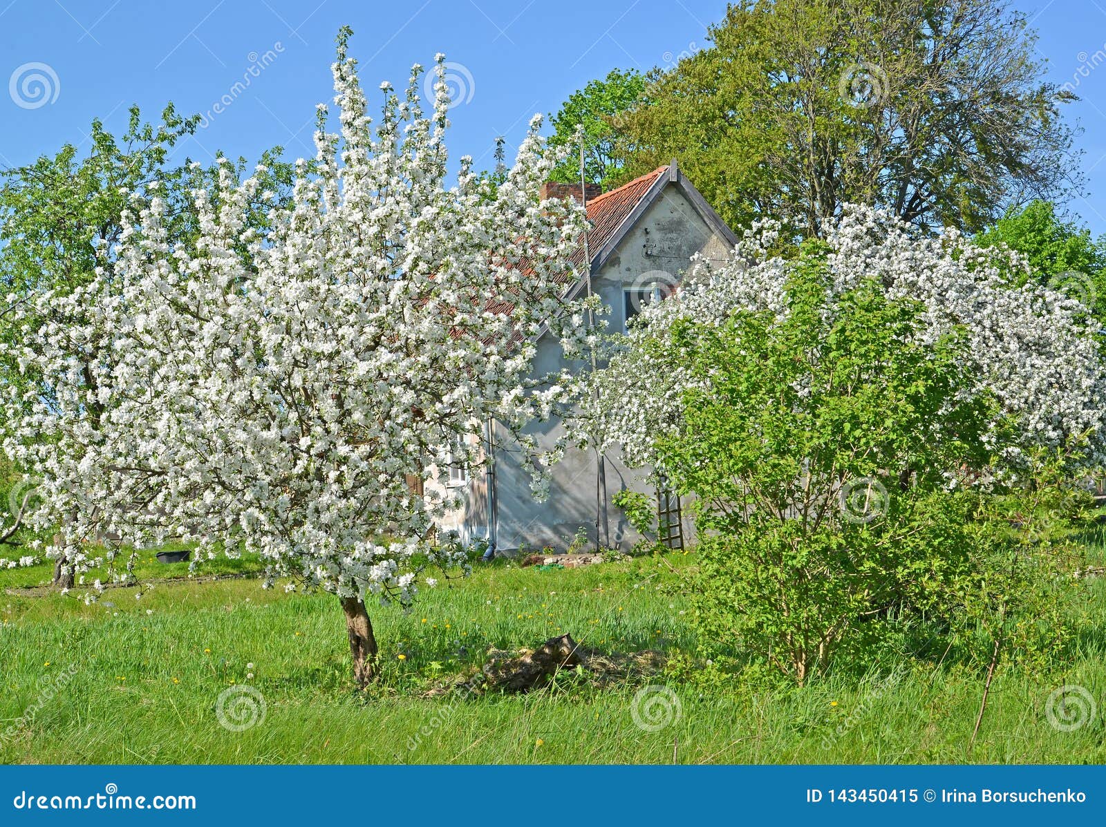 The Blossoming Fruit Trees Against the Background of the Rural House
