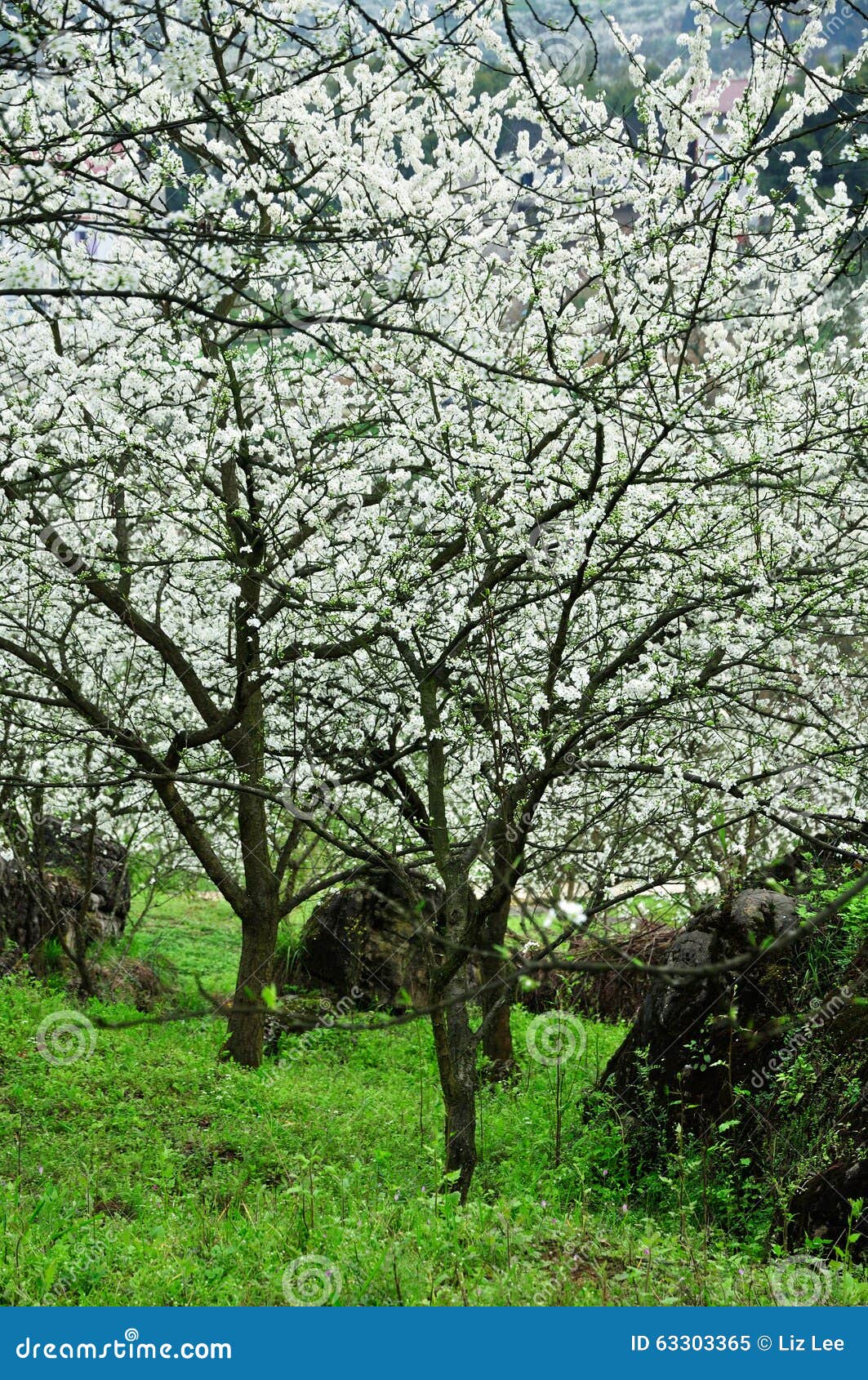 Blossoming Garden Stock Image Image Of Beautiful Grass 63303365