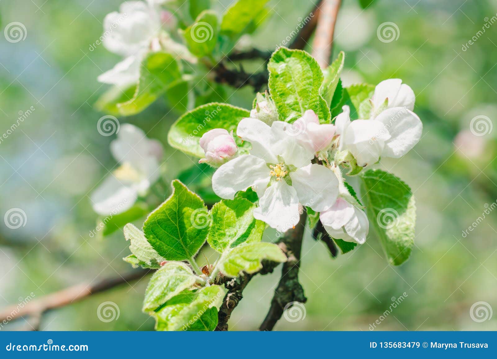 Blossoming Garden In Spring Day, Flowers Of Apple Tree. The Awakening