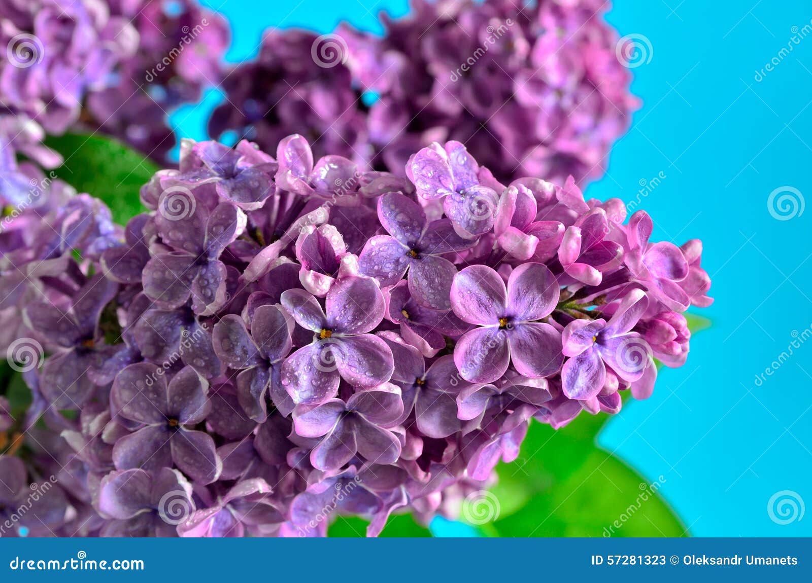 Blossoming lilac closeup stock image. Image of burgeon - 57281323