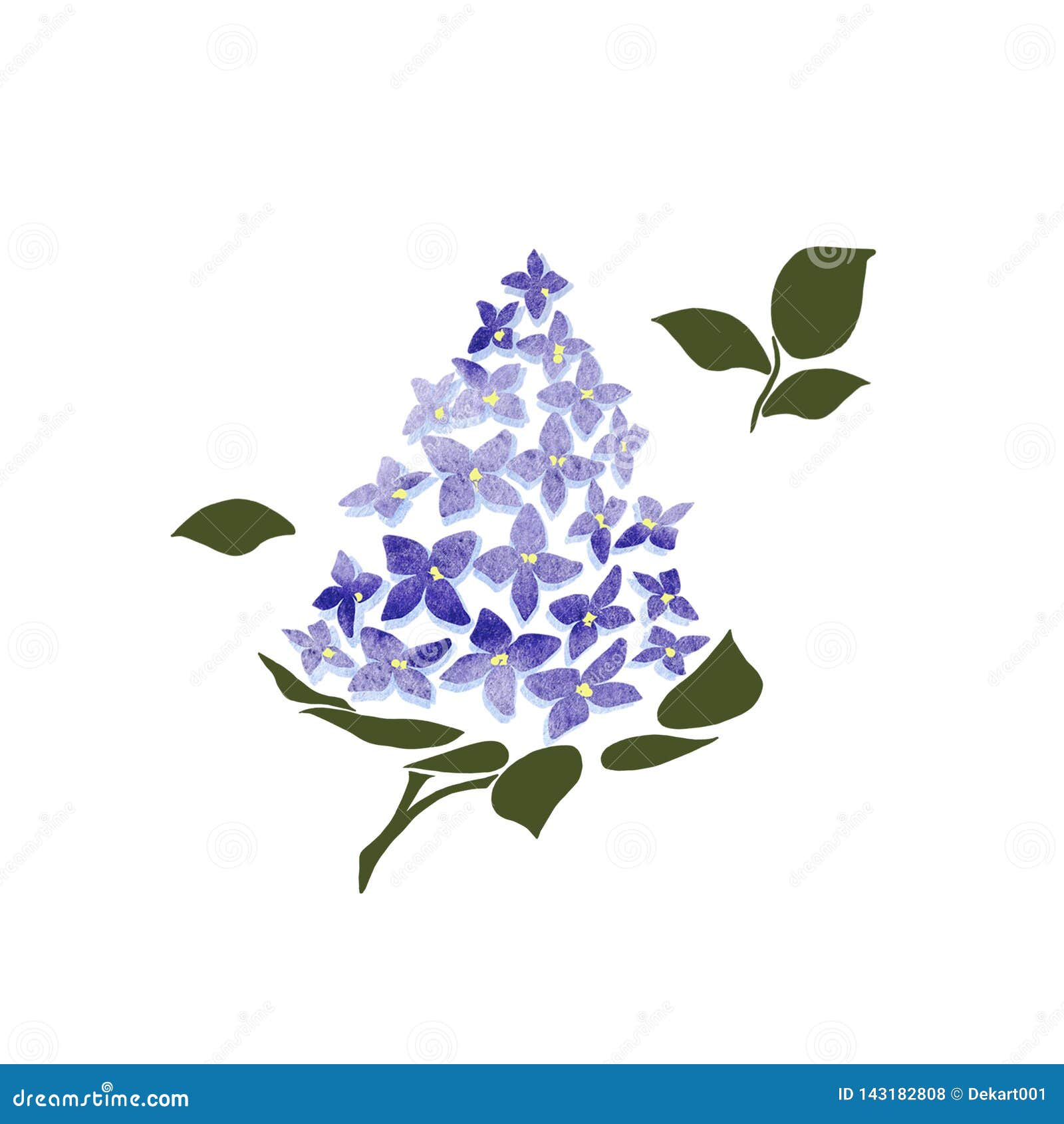 Blossoming Lilac On White Background Lilac Branch Flower Drawing Illustration Stock Illustration Illustration Of Blossoming Green 143182808
