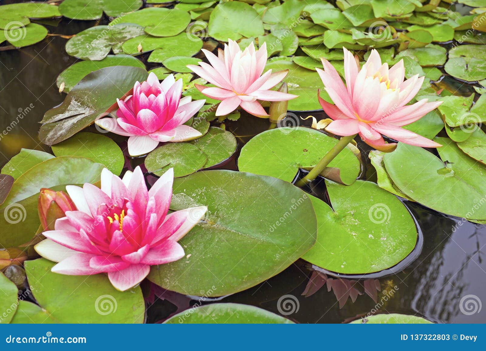 Lotus Blossoms Pads Bud Lake Nature Flowers