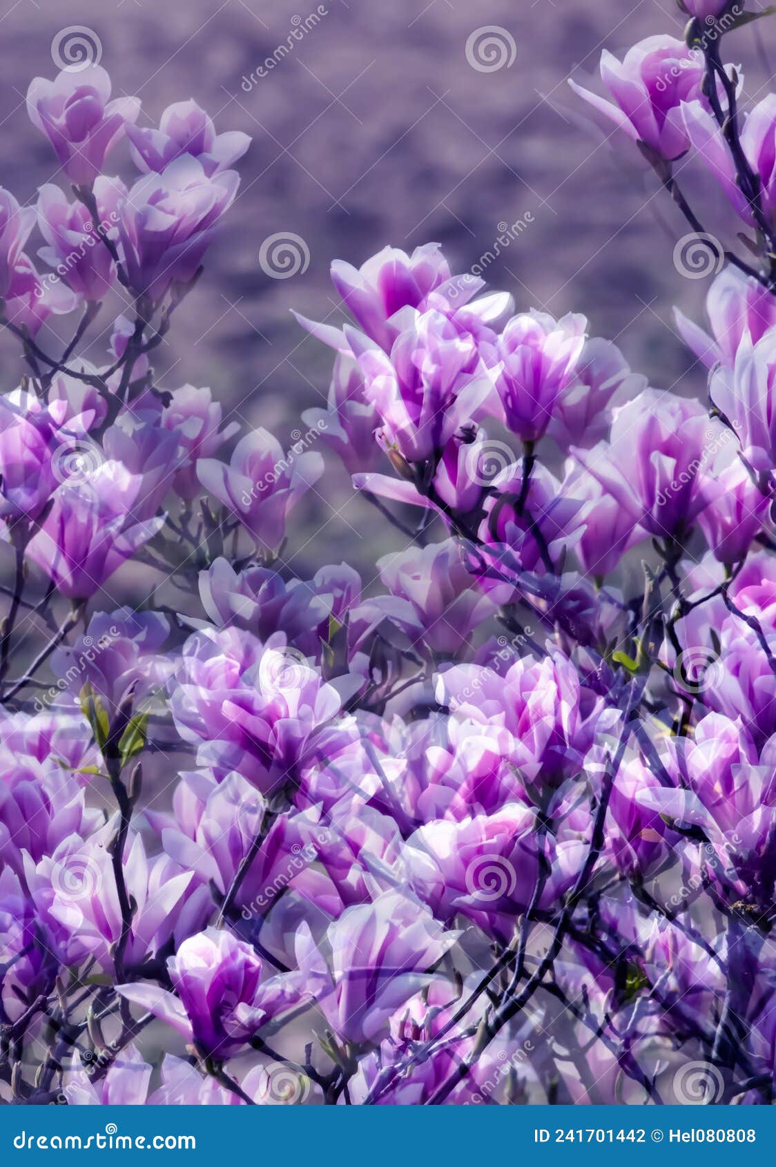 Blossoming Magnolias, Multiple Exposures. Flowering Magnolia Tree in(02)