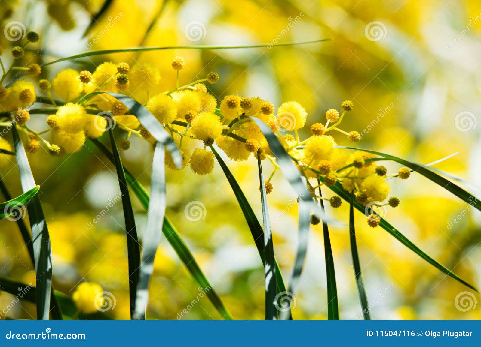 blossoming of mimosa tree acacia pycnantha, golden wattle close up in spring, bright yellow flowers, coojong, golden wreath wat