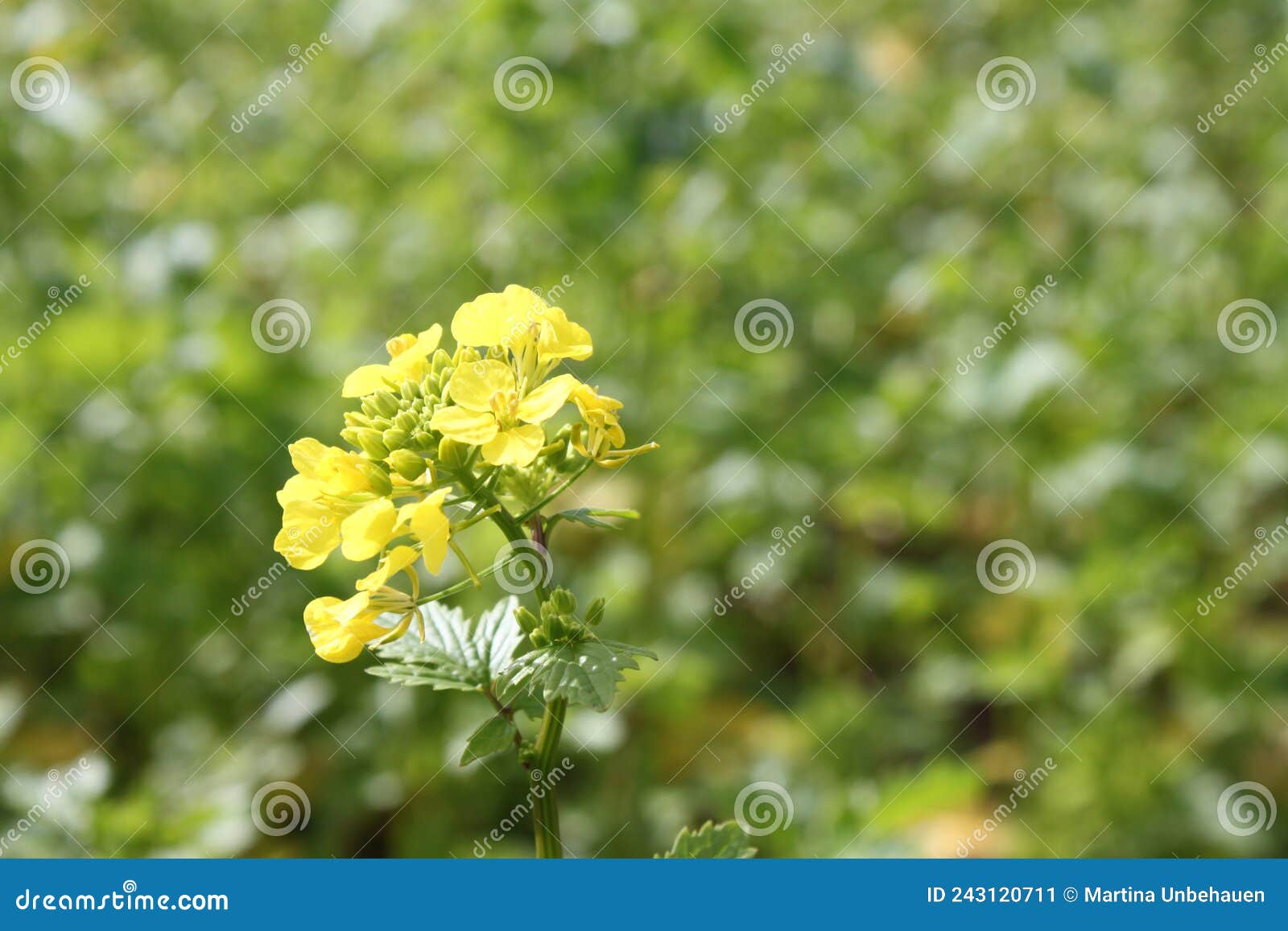 blossoming  mustard on a field
