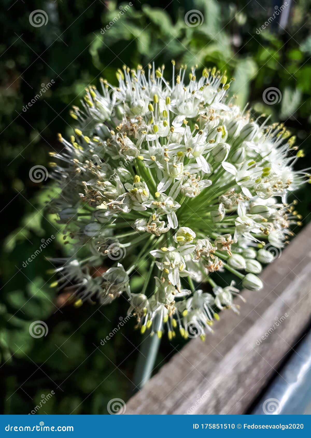 Blossoming onion, Onion Inflorescence, so flowered onions