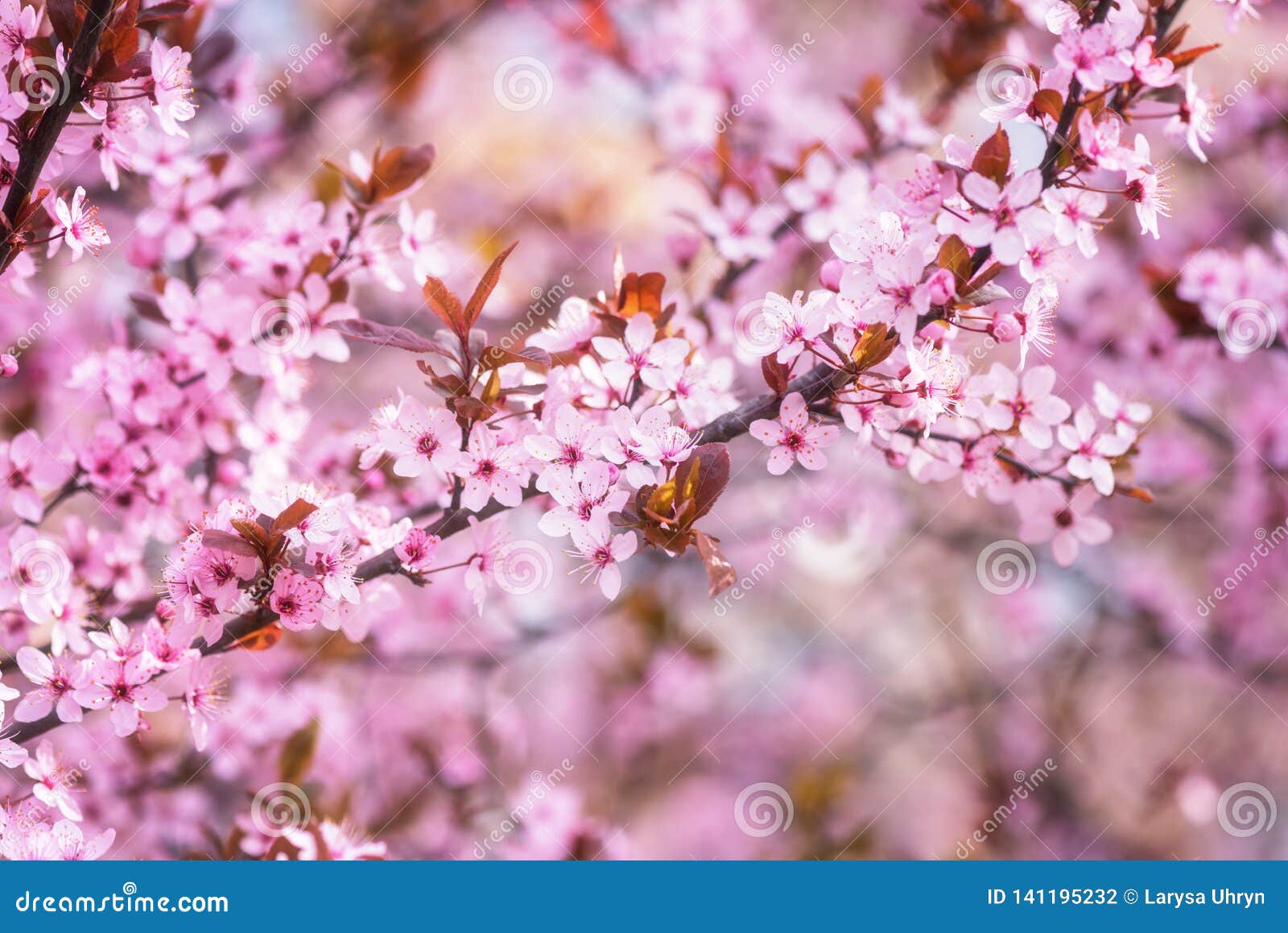 Blossoming Pink Flower Background, Natural Wallpaper, Japanese Cherry Branch in Spring Garden Stock Photo - Image of bloom, garden: 141195232 Blossoming Pink Flower Background, Natural Wallpaper, Japanese Cherry Branch in Spring Garden Stock Photo - Image of bloom, garden: 141195232