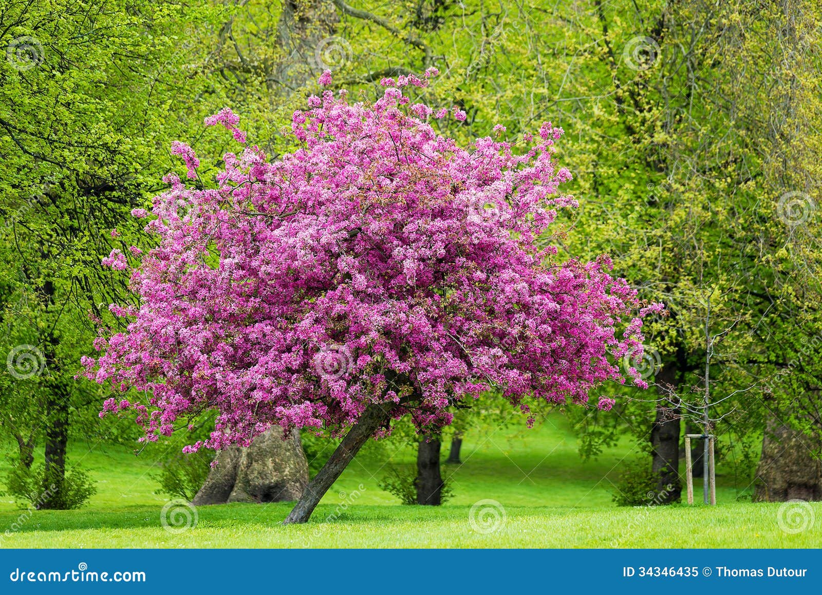 blossoming pink tree