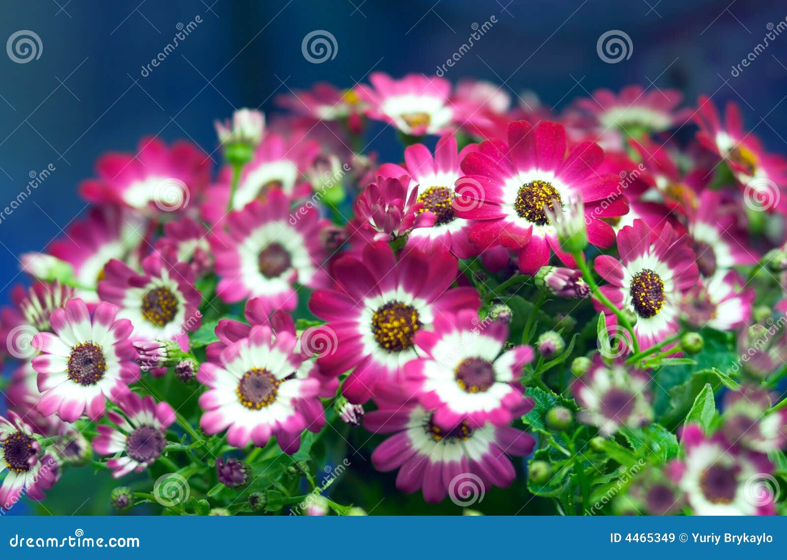 Blossoming plant stock image. Image of plant, nature, bright - 4465349