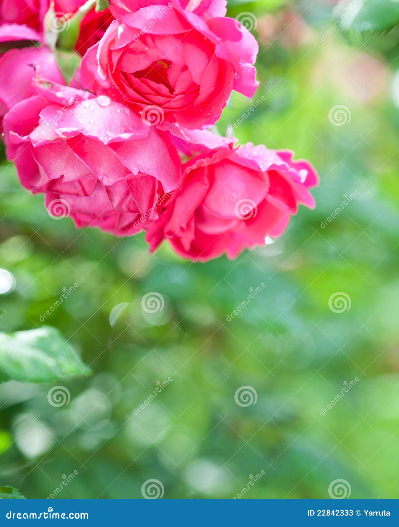 Blossoming Rose Bush in Spring Stock Image Image of beautiful