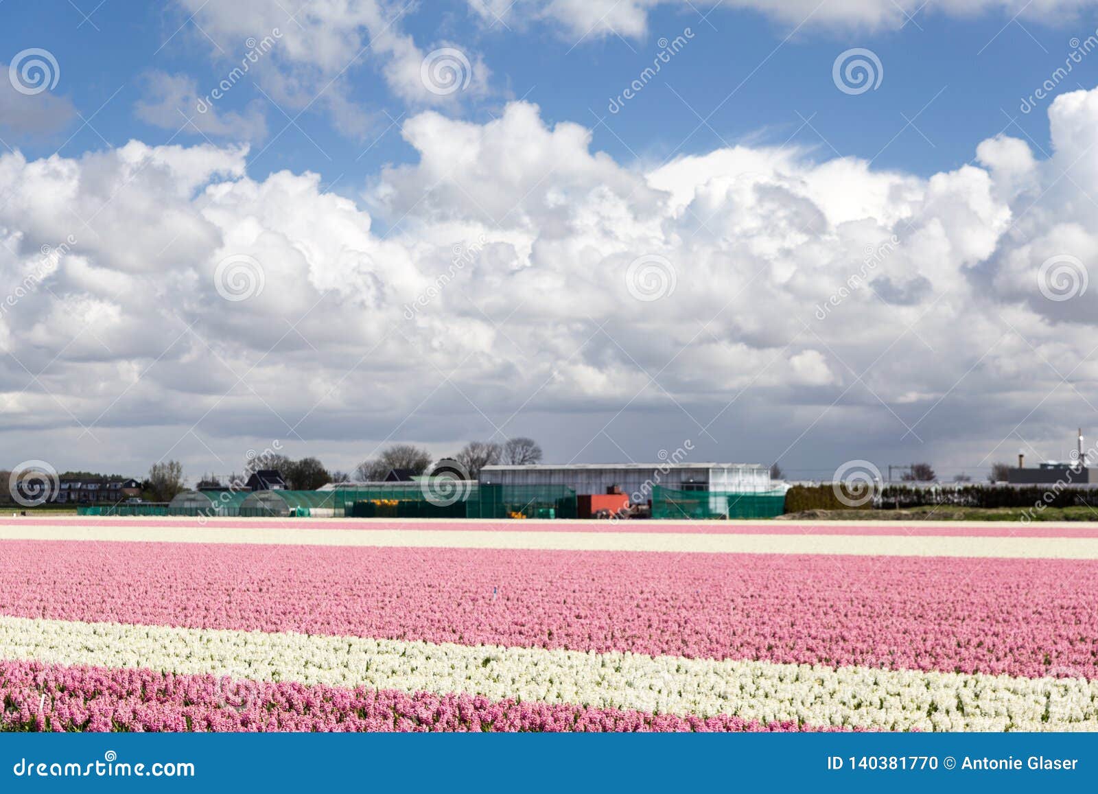 Blossoming Rose Tulips In The Dutch Springtime In The Fields Stock
