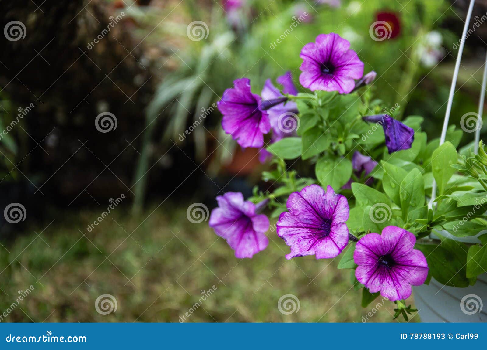 Blossoming Ruellia Brittoniana Flowers Closeup Stock Image - Image of ...