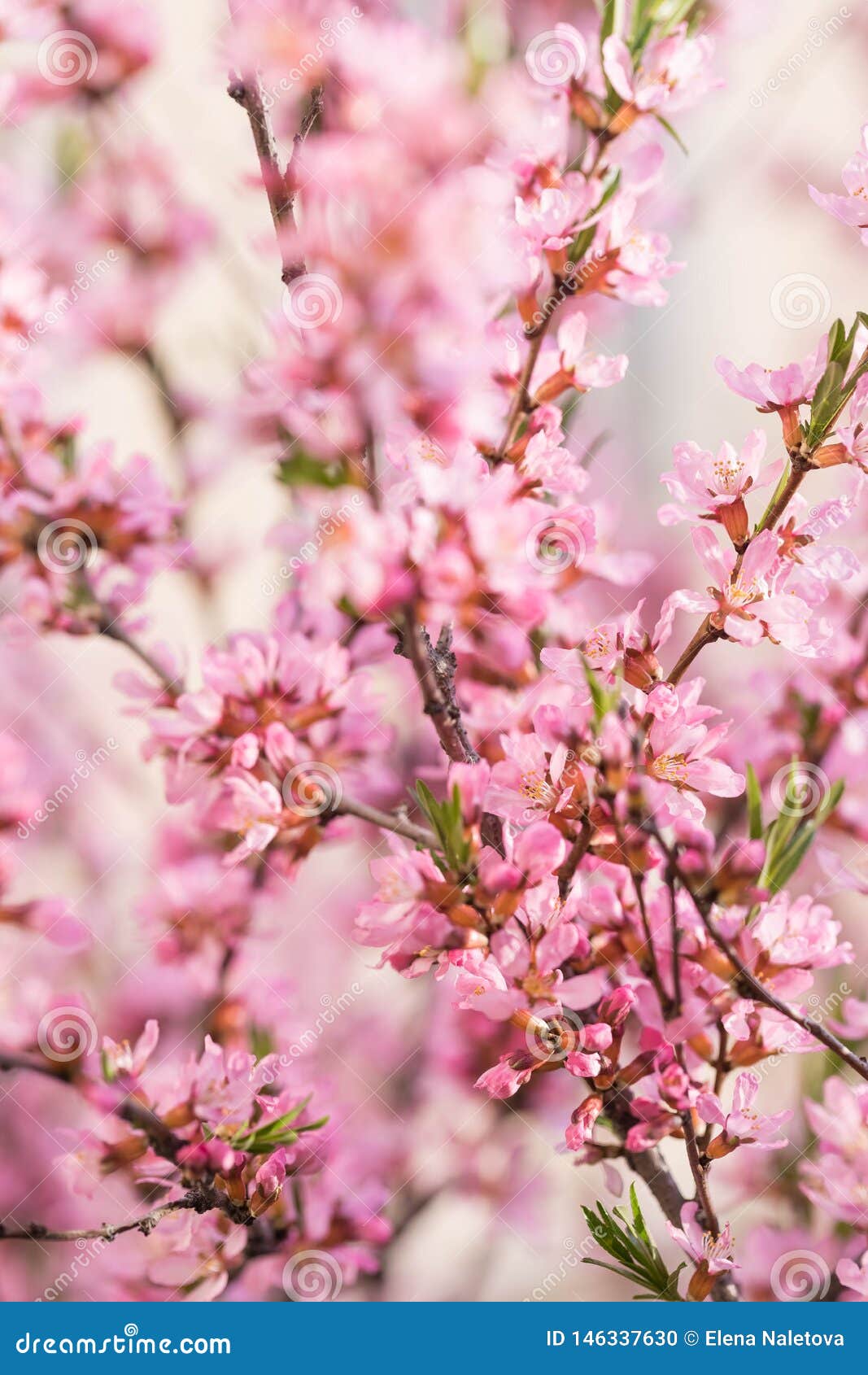 the blossoming spring bush with flowers of pink color. plentiful seasonal blossoming.