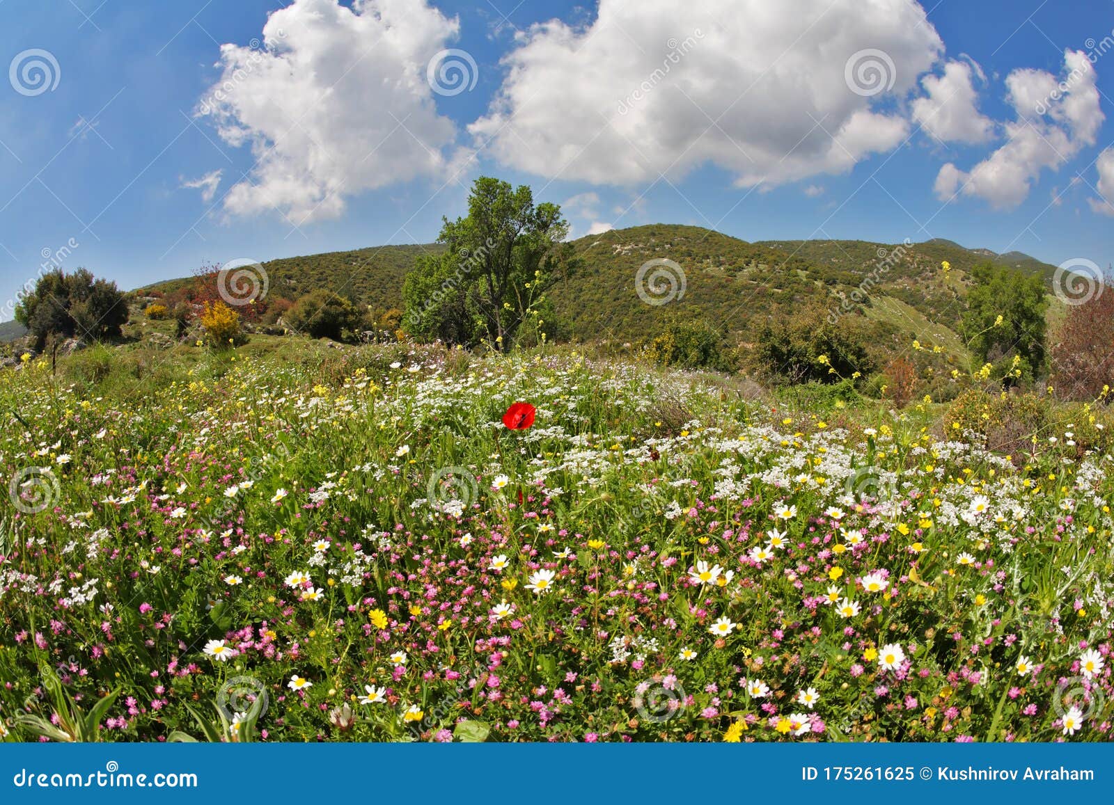 Blossoming Spring Meadow with Field Flower Stock Image - Image of