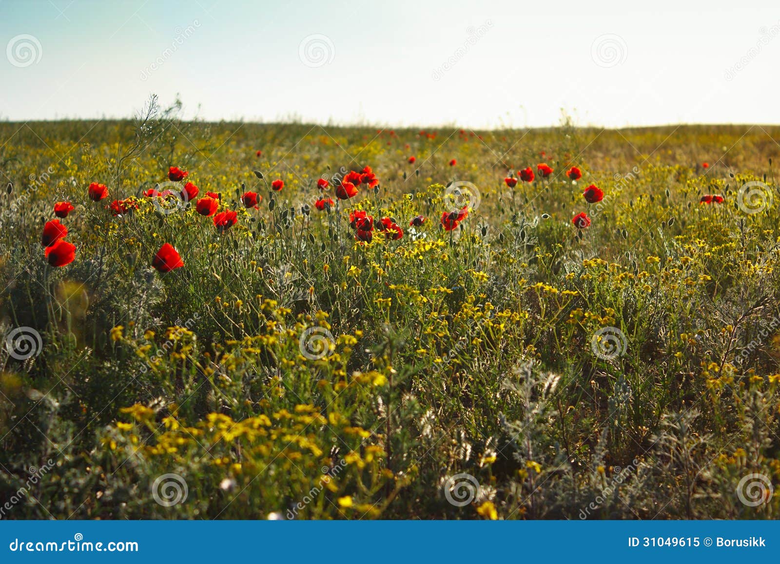 Blossoming Spring Steppe with Wild Flowers and Red Poppies Stock Image
