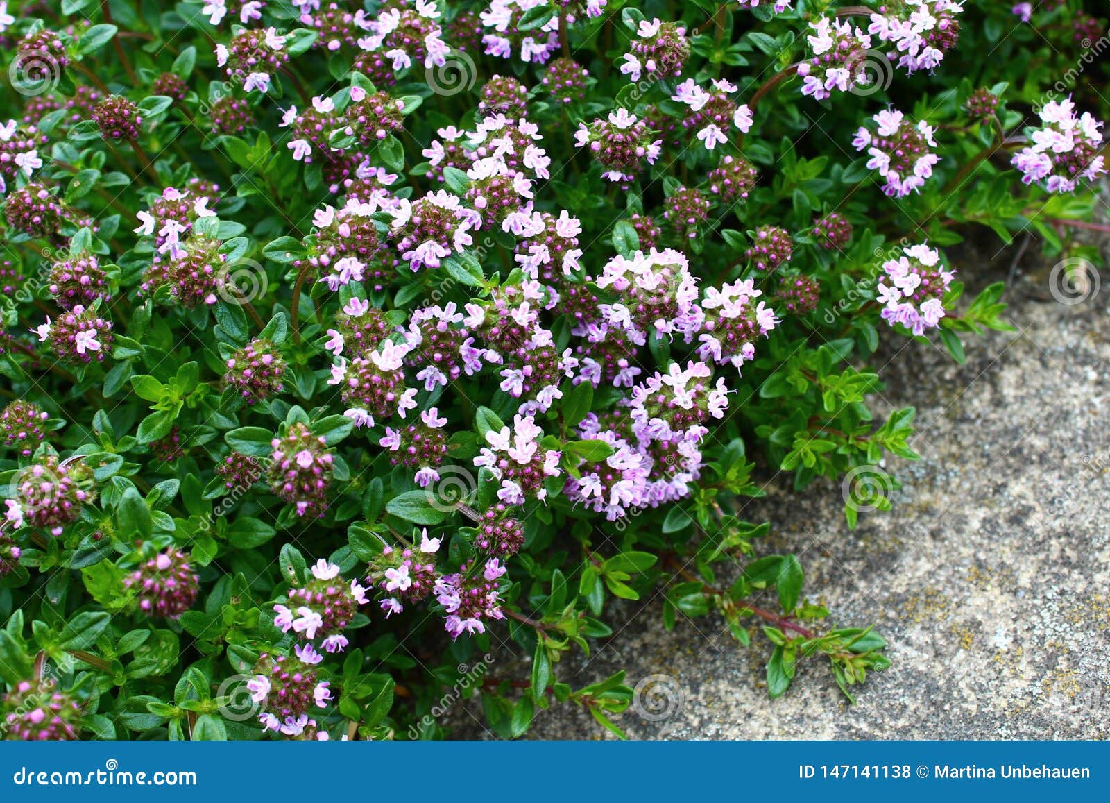 Blossoming Thyme In The Garden Stock Photo Image Of Spice Plant