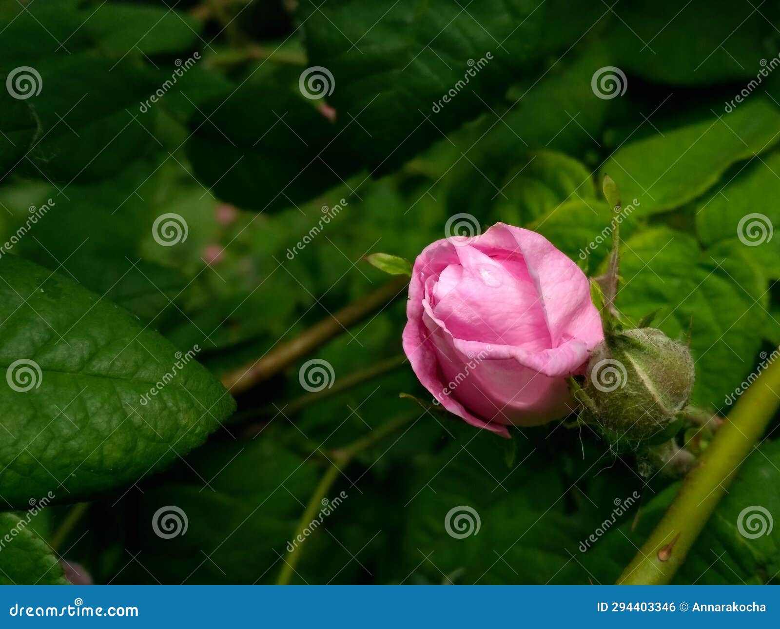 Blossoming Virginity A Pink Rose Bud In Macro Stock Photo Image Of