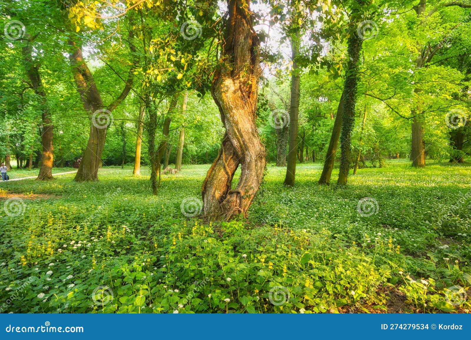 blossoming wild garlic and old tree in the park in nova ves nad zitavou village