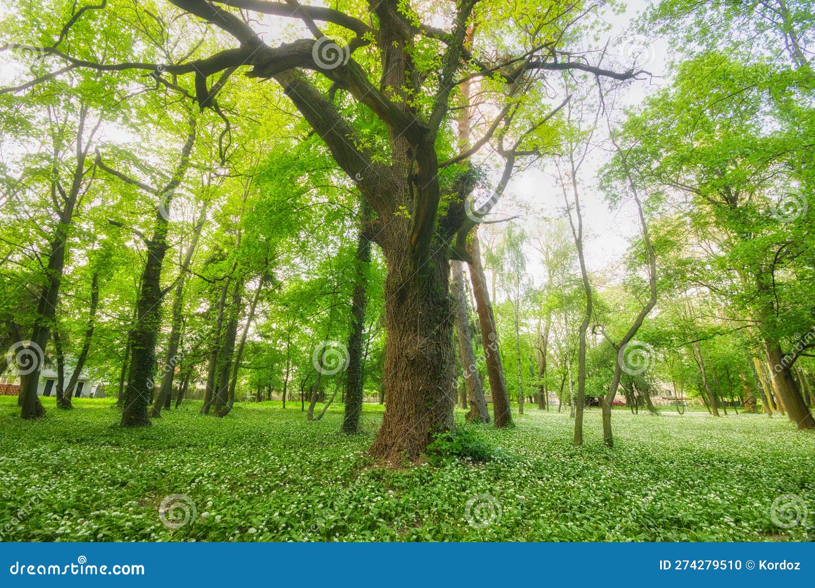blossoming wild garlic and old tree in the park in nova ves nad zitavou village