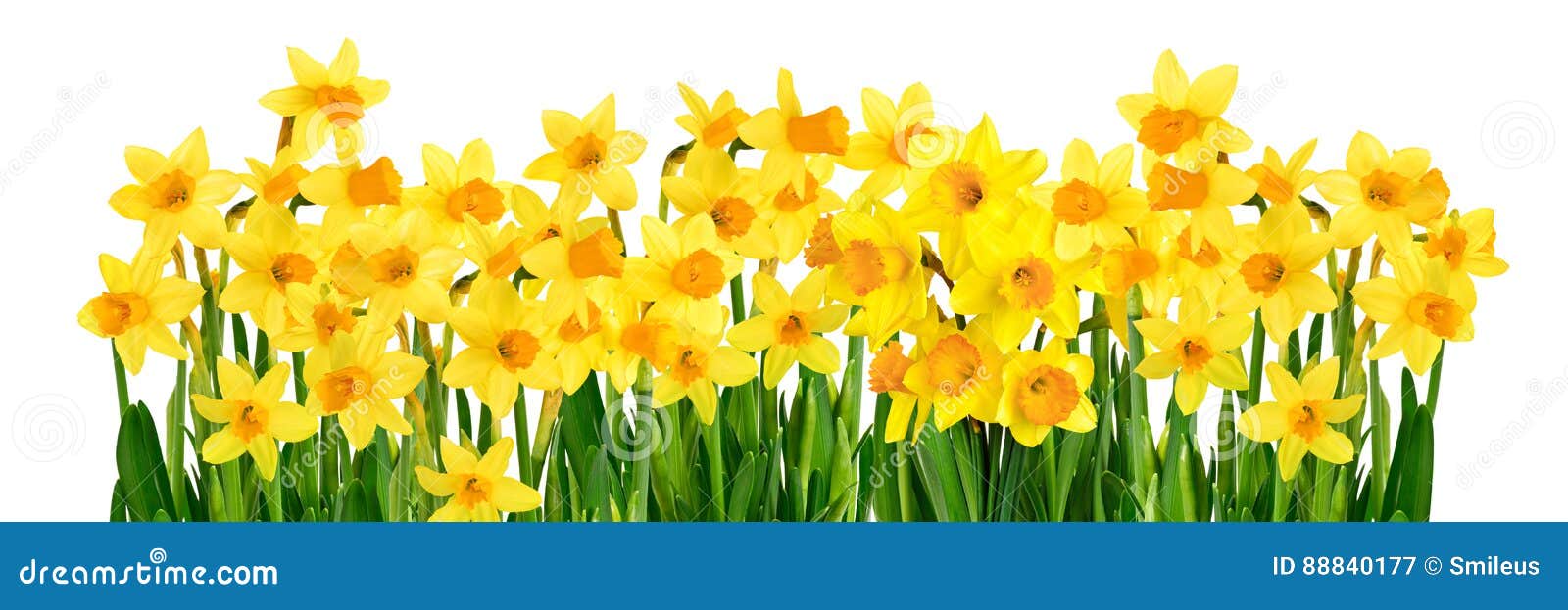 blossoming yellow daffodils  on white