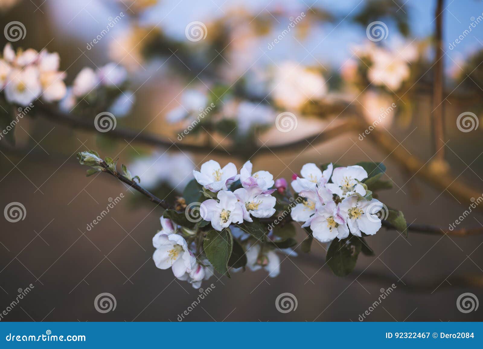 Blossoms Appletree in the Garden, Beautiful Background Stock Image