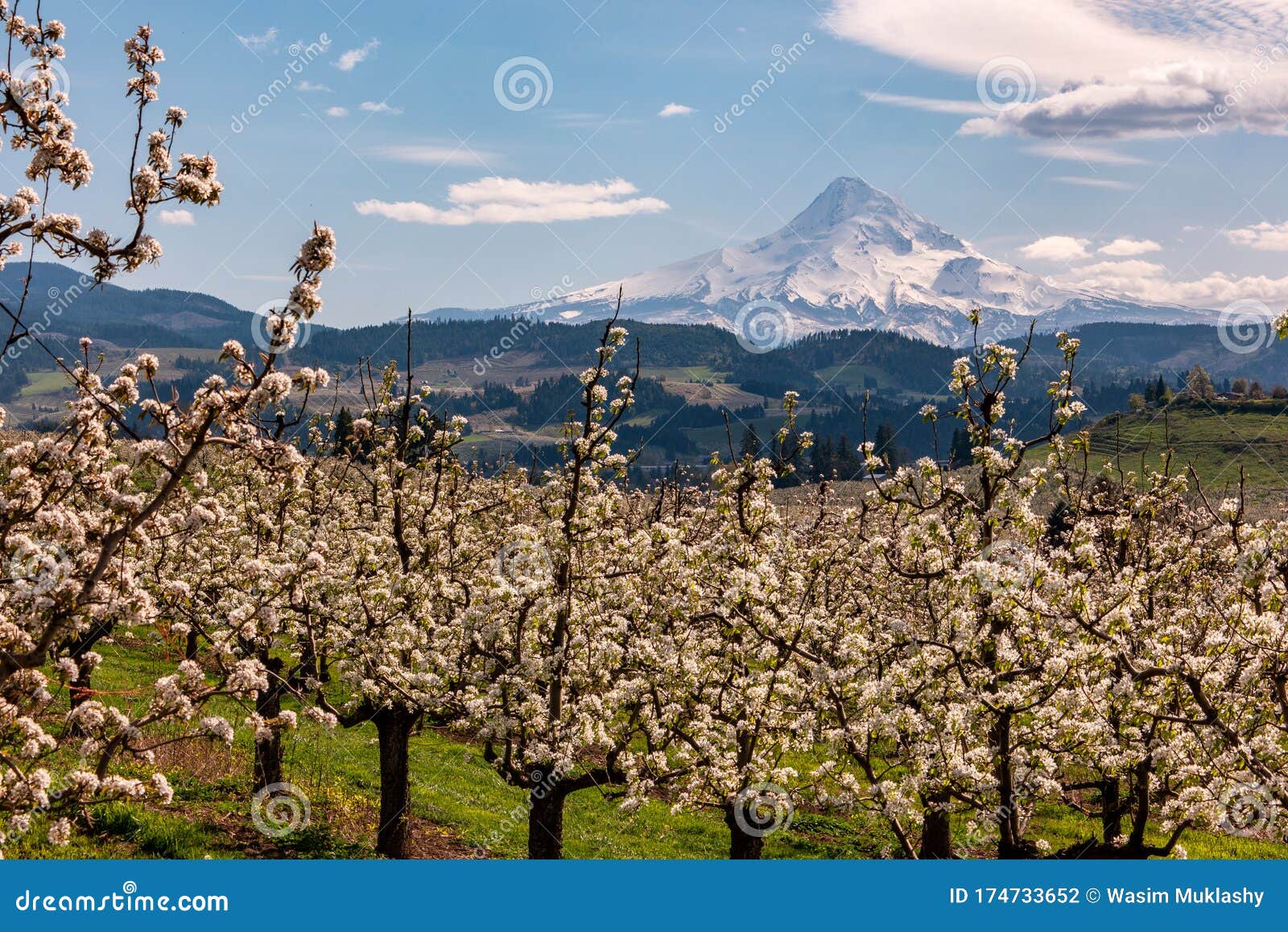 Blossoms in Hood River Fruit Loop Oregon Stock Photo Image of farm