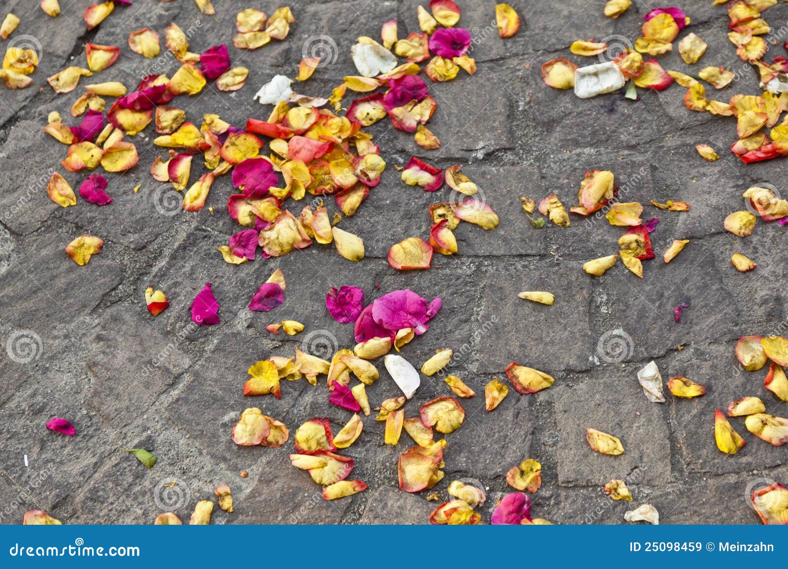 Blossoms of Flowers Lying on the Ground Stock Image Image of cobble